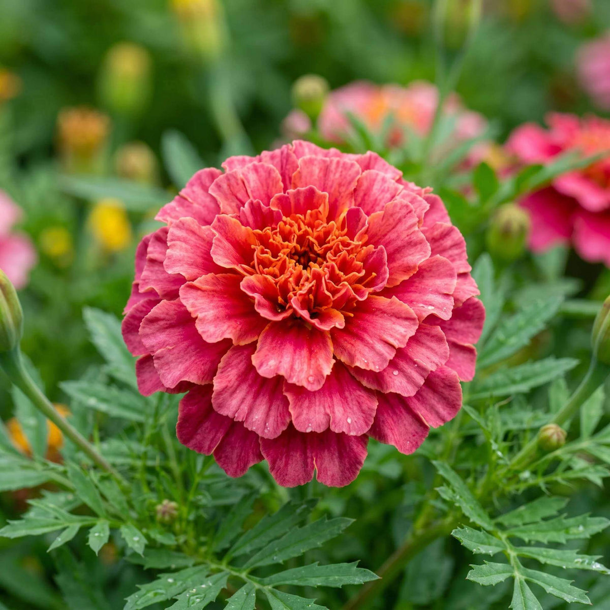 Pink French Marigold Seeds 