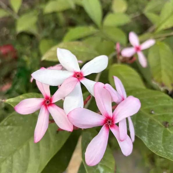 Pink Gardenia Seeds