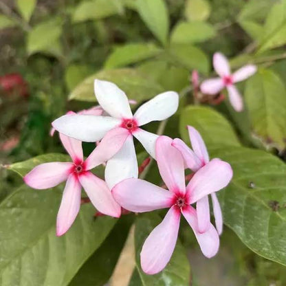 Pink Gardenia Seeds