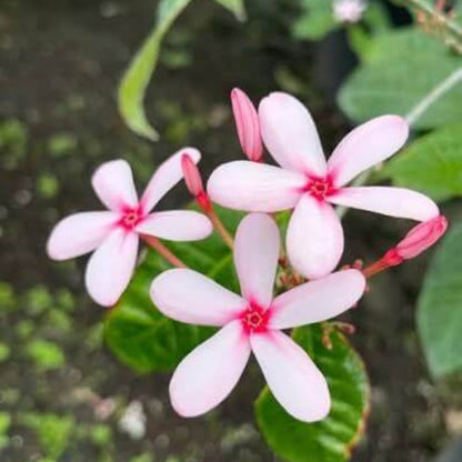 Pink Gardenia Seeds