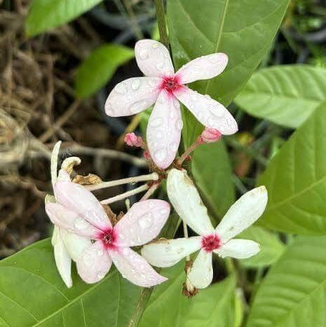 Pink Gardenia Seeds