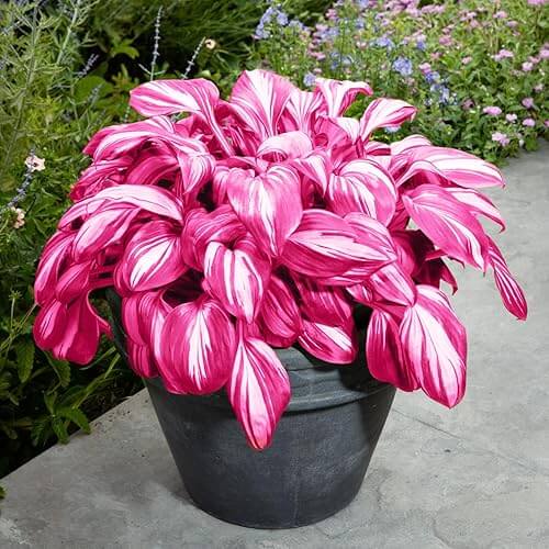 Pink Hosta Seeds 