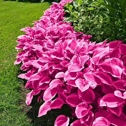 Pink Hosta Seeds 