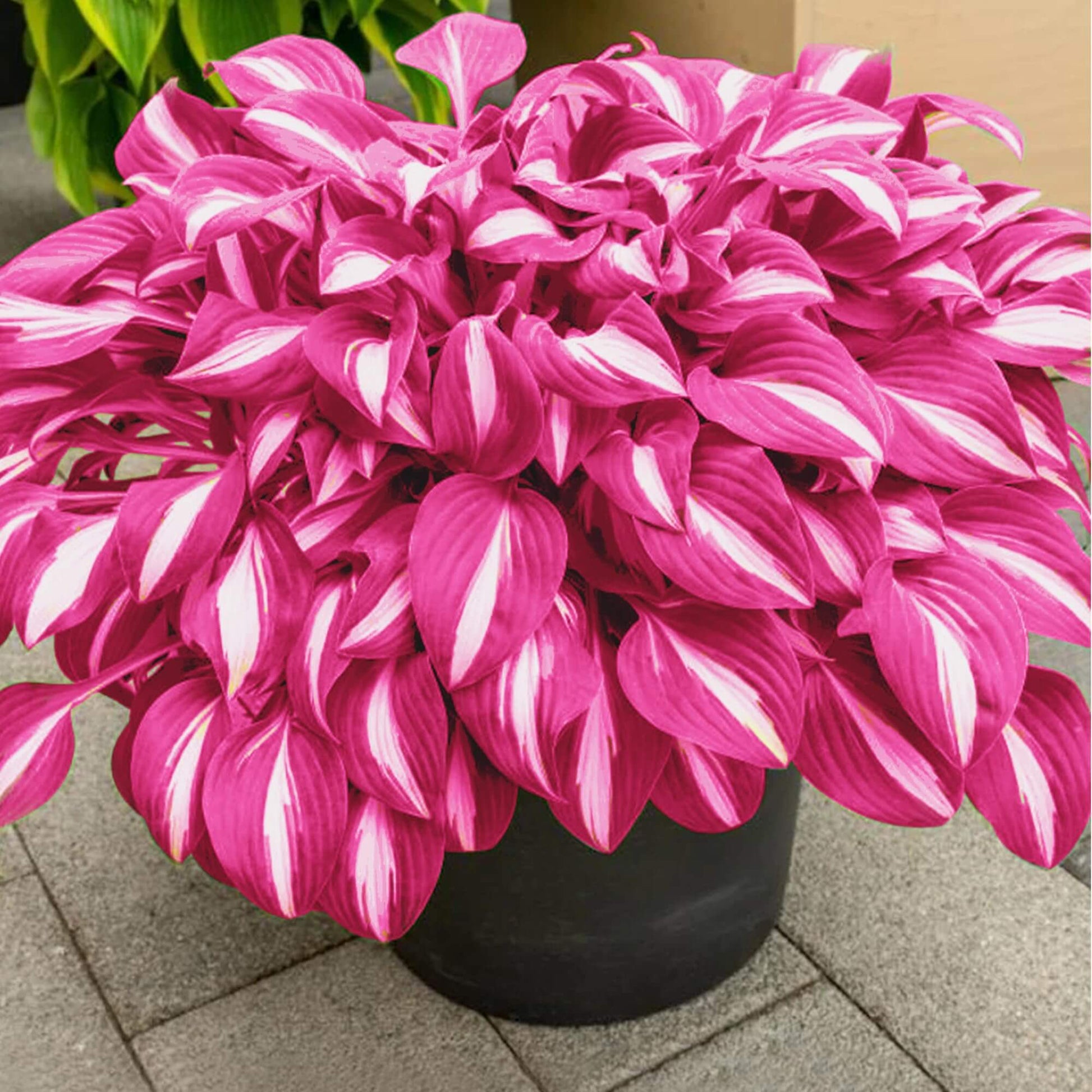 Pink Hosta Seeds 