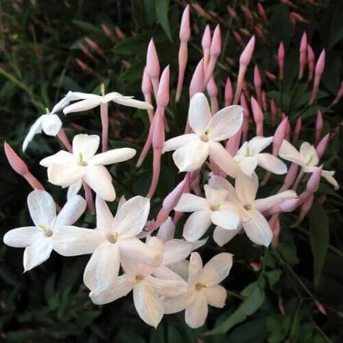 Pink Jasmine Seeds 
