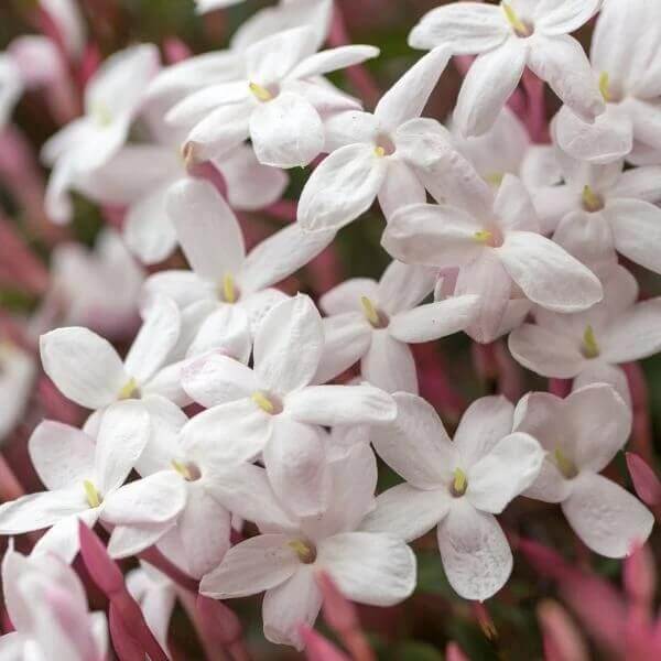 Pink Jasmine Seeds 