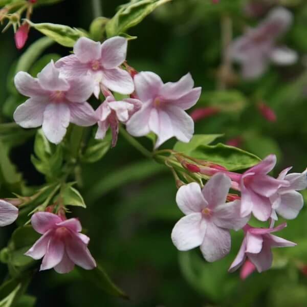 Pink Jasmine Seeds 