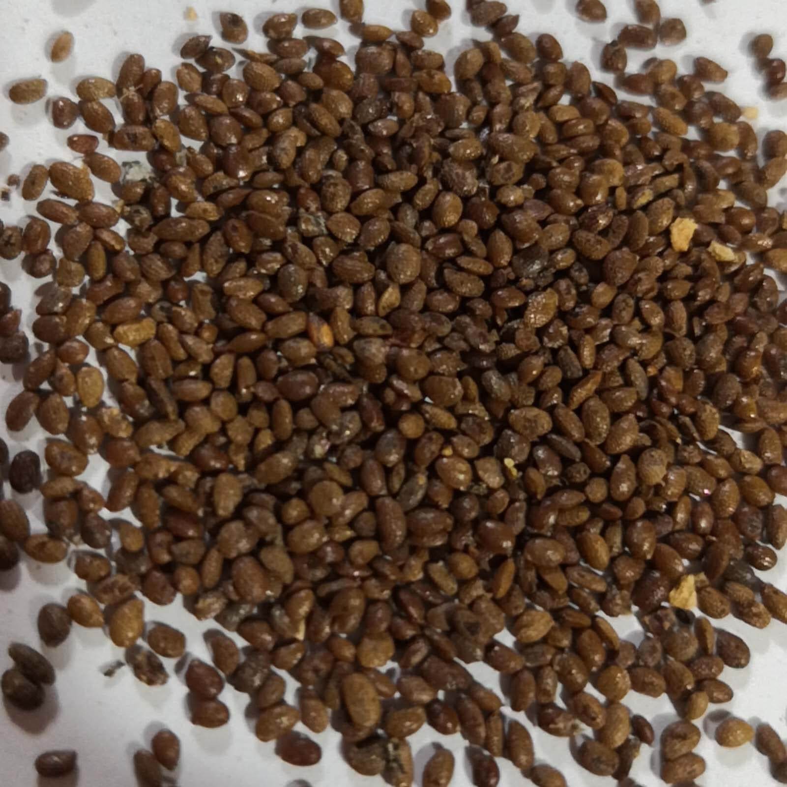 Pink Kiwi Seeds