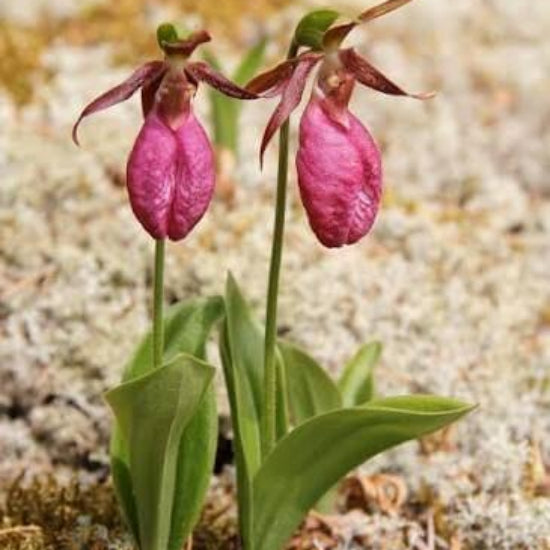 Pink Lady Slipper Seeds 