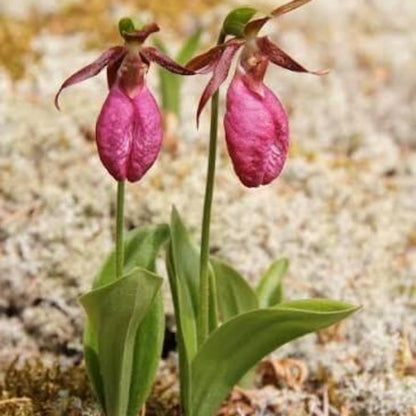 Pink Lady Slipper Seeds 