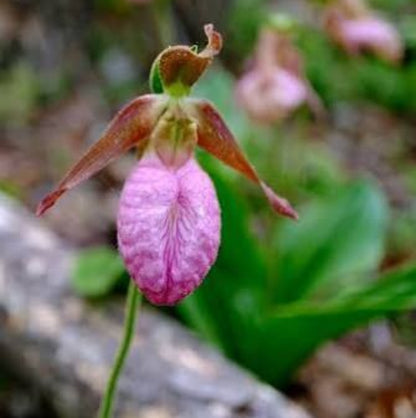 Pink Lady Slipper Seeds 