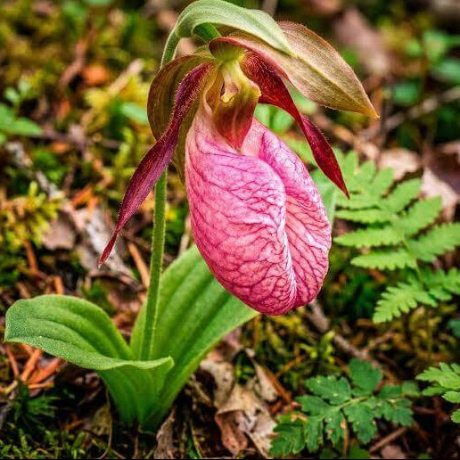 Pink Lady Slipper Seeds 