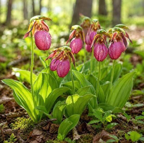 Pink Lady Slipper Seeds 