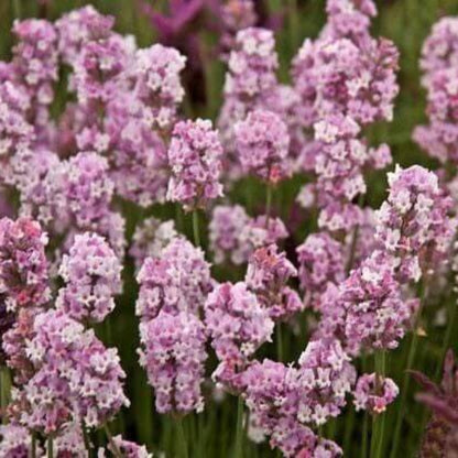 Pink Lavender Seeds