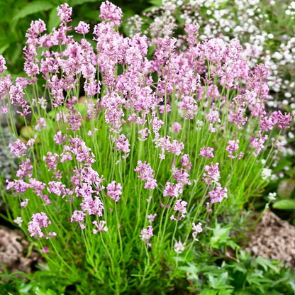 Pink Lavender Seeds