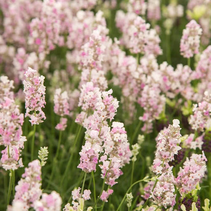 Pink Lavender Seeds