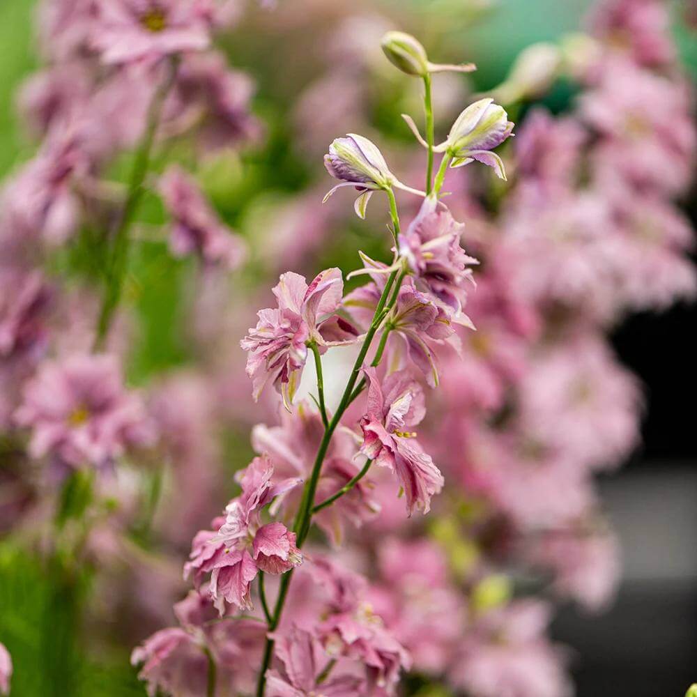 Pink Lavender Seeds