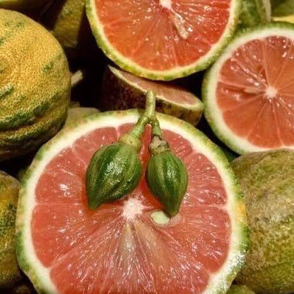 Pink Lemon Seeds 
