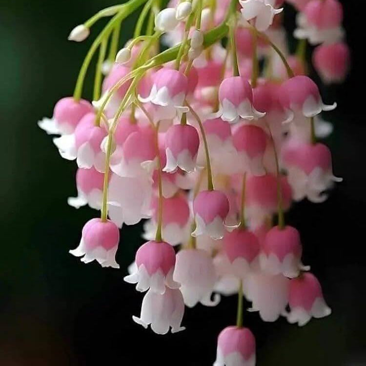 Pink Lily Of The Valley Seeds