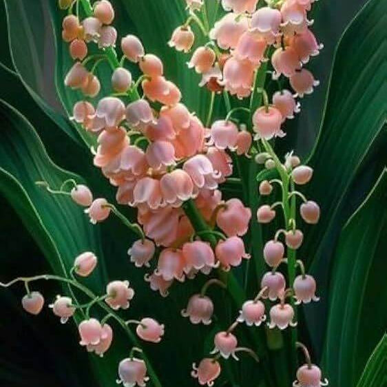 Pink Lily Of The Valley Seeds