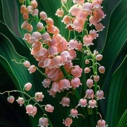 Pink Lily Of The Valley Seeds