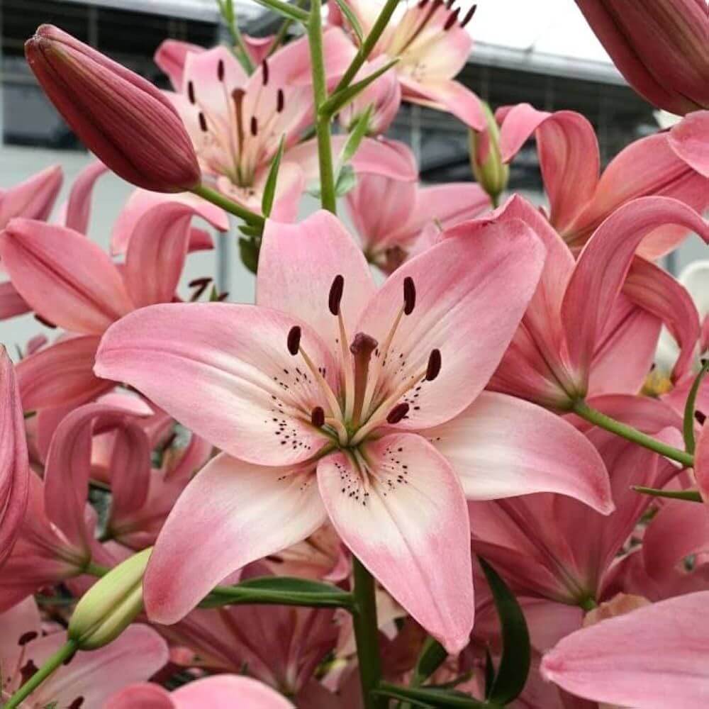 Pink Lily Seeds