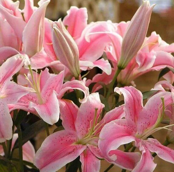 Pink Lily Seeds