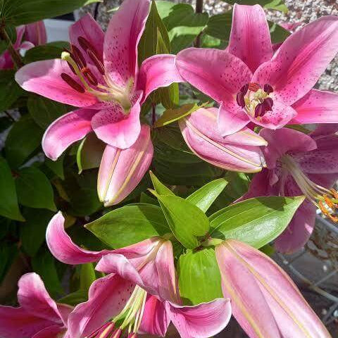 Pink Lily Seeds