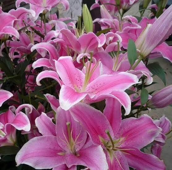 Pink Lily Seeds