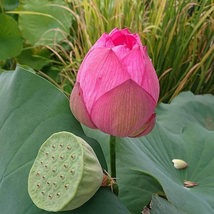 Pink Lotus Flower Seeds - Heirloom Flower Plant for Home Gardens