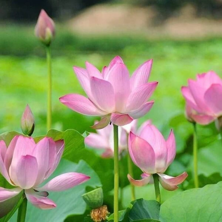 Pink Lotus Flower Seeds - Heirloom Flower Plant for Home Gardens