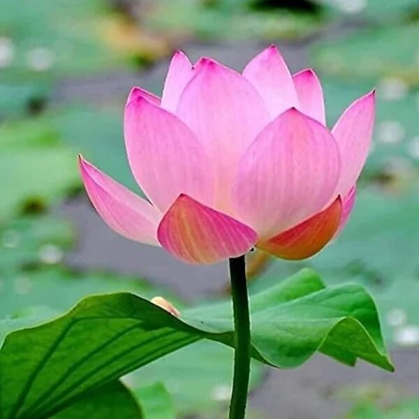 Pink Lotus Flower Seeds - Heirloom Flower Plant for Home Gardens