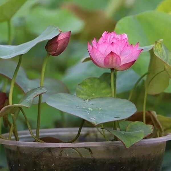Pink Lotus Flower Seeds - Heirloom Flower Plant for Home Gardens