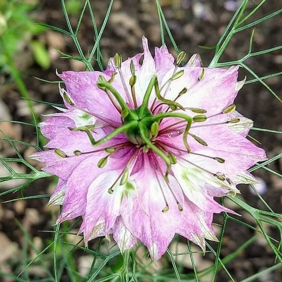 Pink Love-in-a-Mist Seeds - Heirloom Flower Plant for Home Gardens