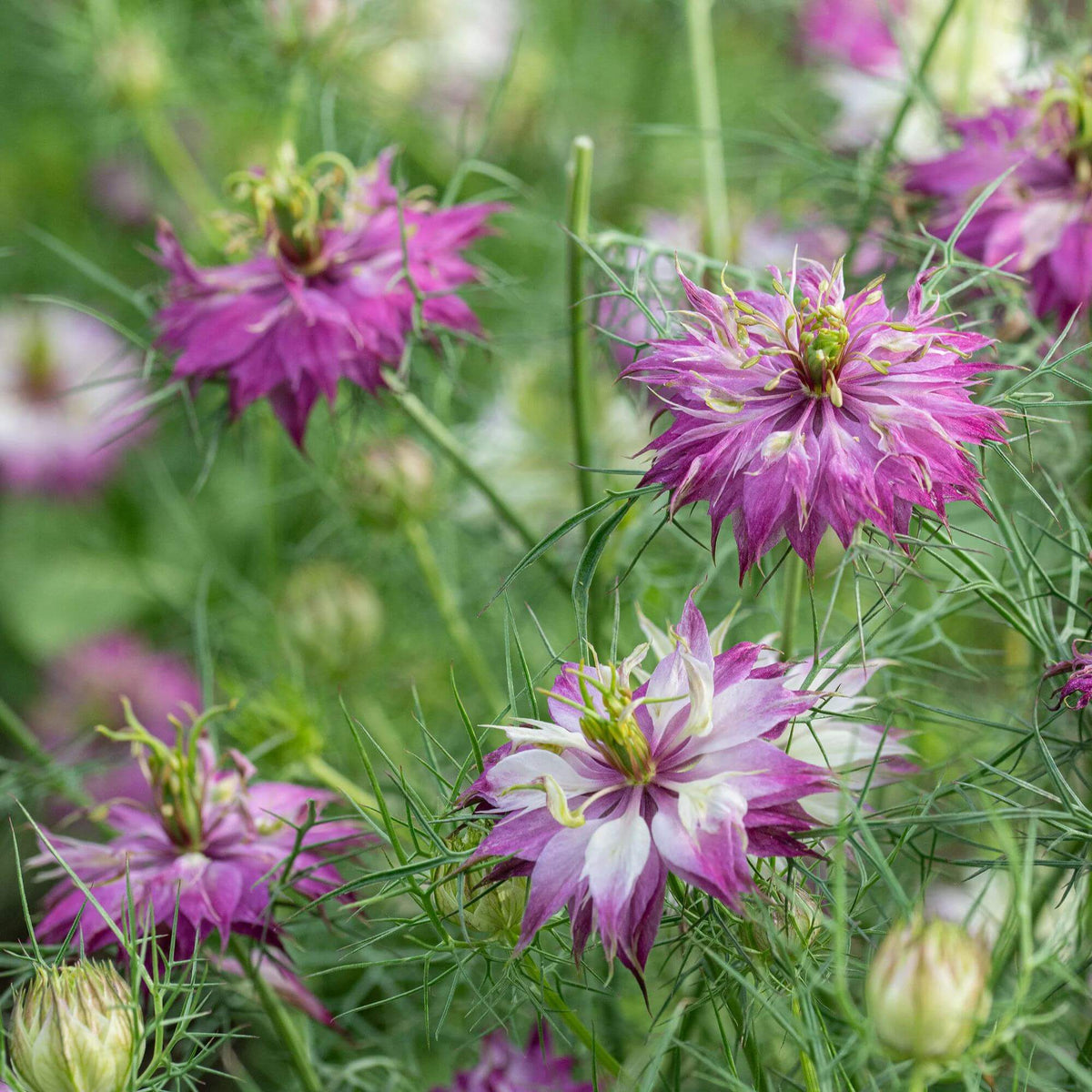 Pink Love-in-a-Mist Seeds - Heirloom Flower Plant for Home Gardens