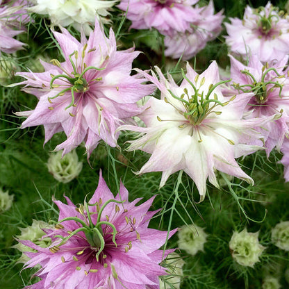 Pink Love-in-a-Mist Seeds - Heirloom Flower Plant for Home Gardens