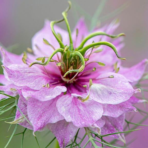 Pink Love-in-a-Mist Seeds - Heirloom Flower Plant for Home Gardens