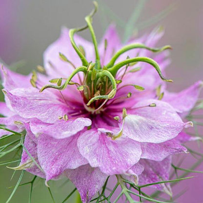 Pink Love-in-a-Mist Seeds - Heirloom Flower Plant for Home Gardens