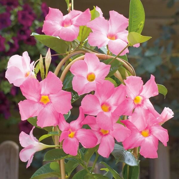 Pink Mandevilla Seeds