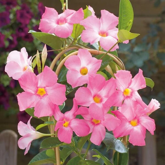 Pink Mandevilla Seeds