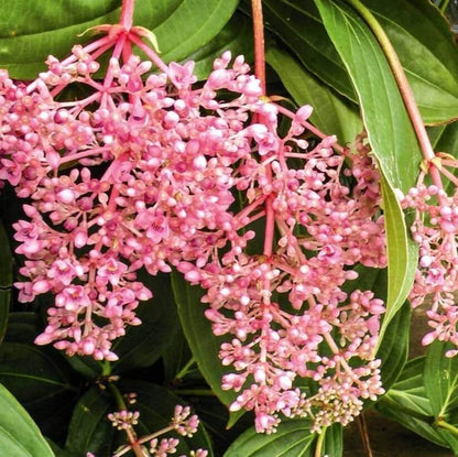 Pink Medinilla magnifica  Seeds