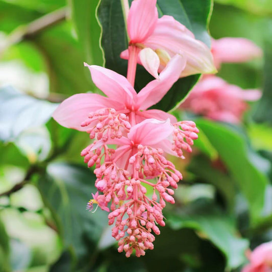Pink Medinilla magnifica  Seeds