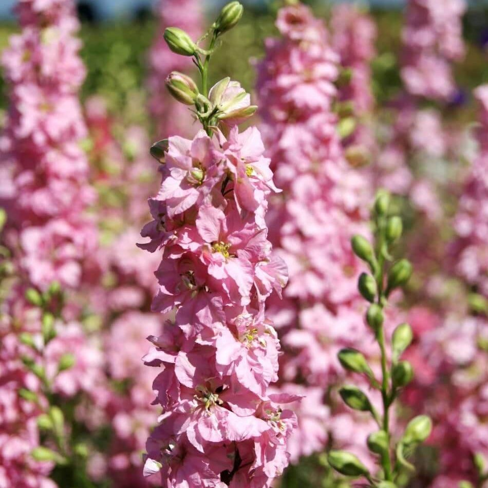 Pink Mix Delphinium Seeds 
