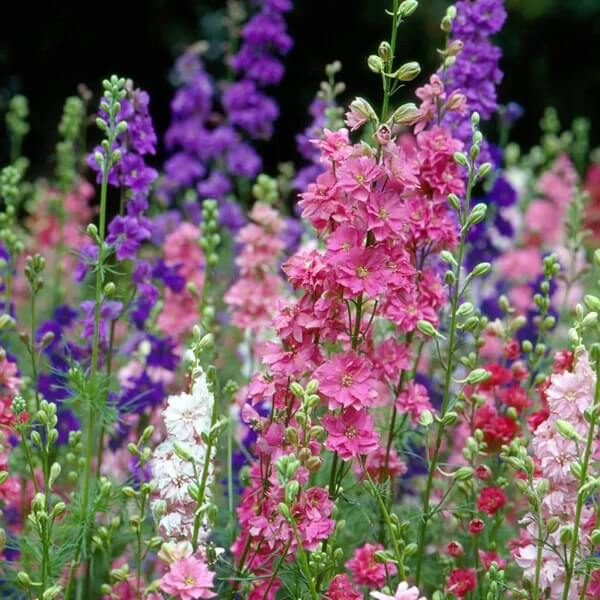 Pink Mix Delphinium Seeds 