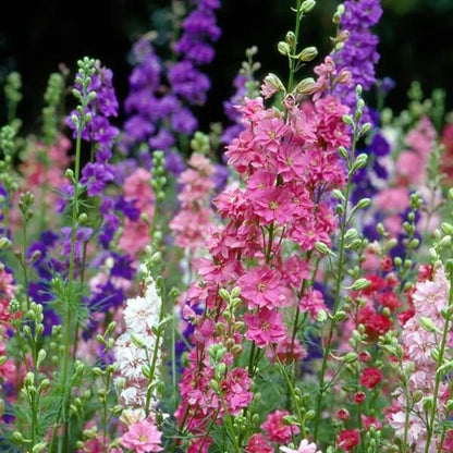 Pink Mix Delphinium Seeds 