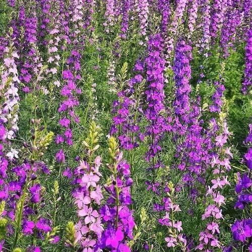 Pink Mix Delphinium Seeds 