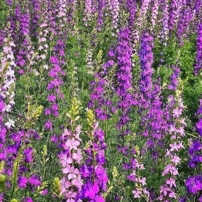 Pink Mix Delphinium Seeds 