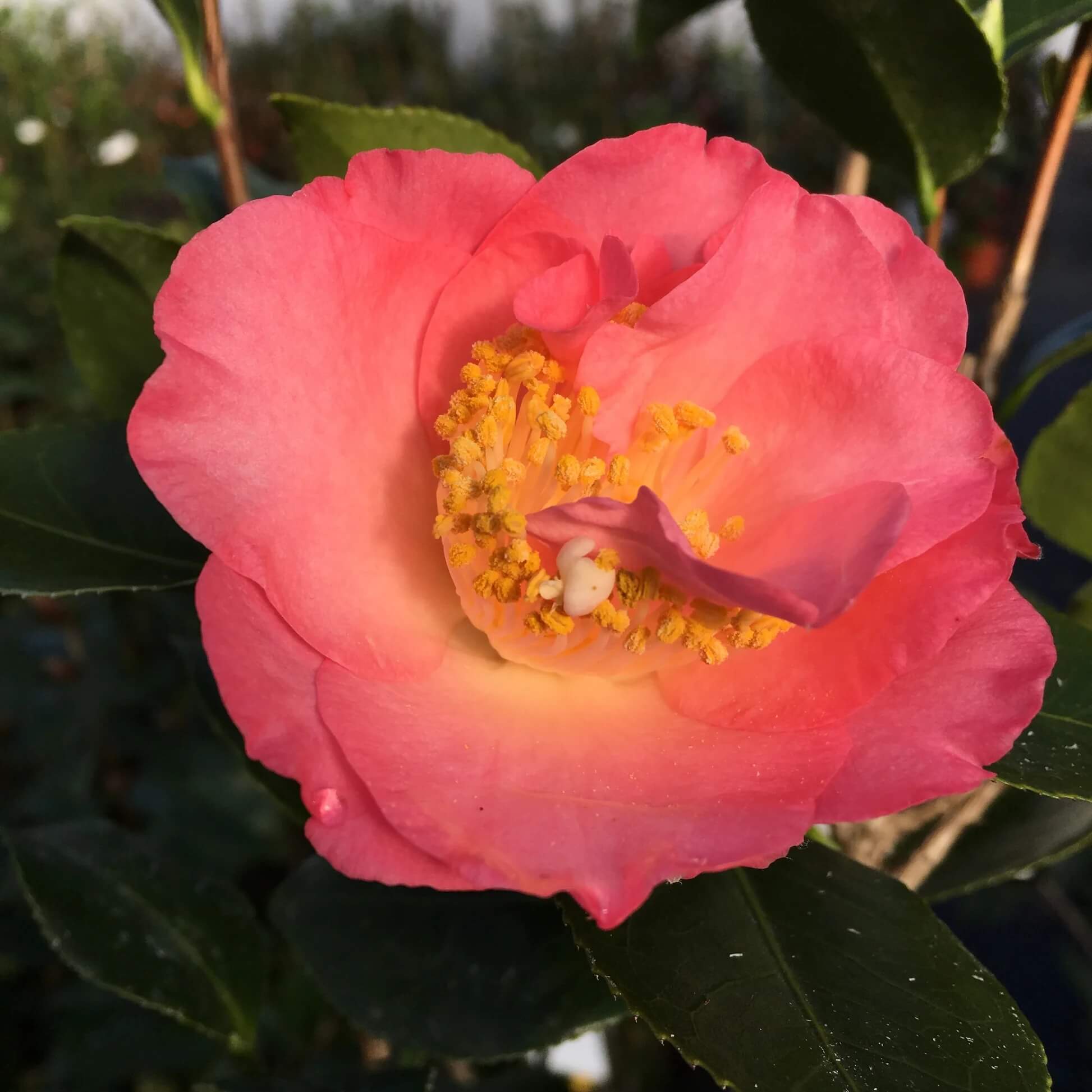 Pink Orange Camellia Seeds