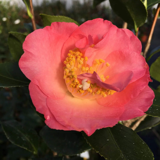 Pink Orange Camellia Seeds