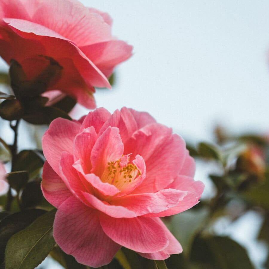 Pink Orange Camellia Seeds